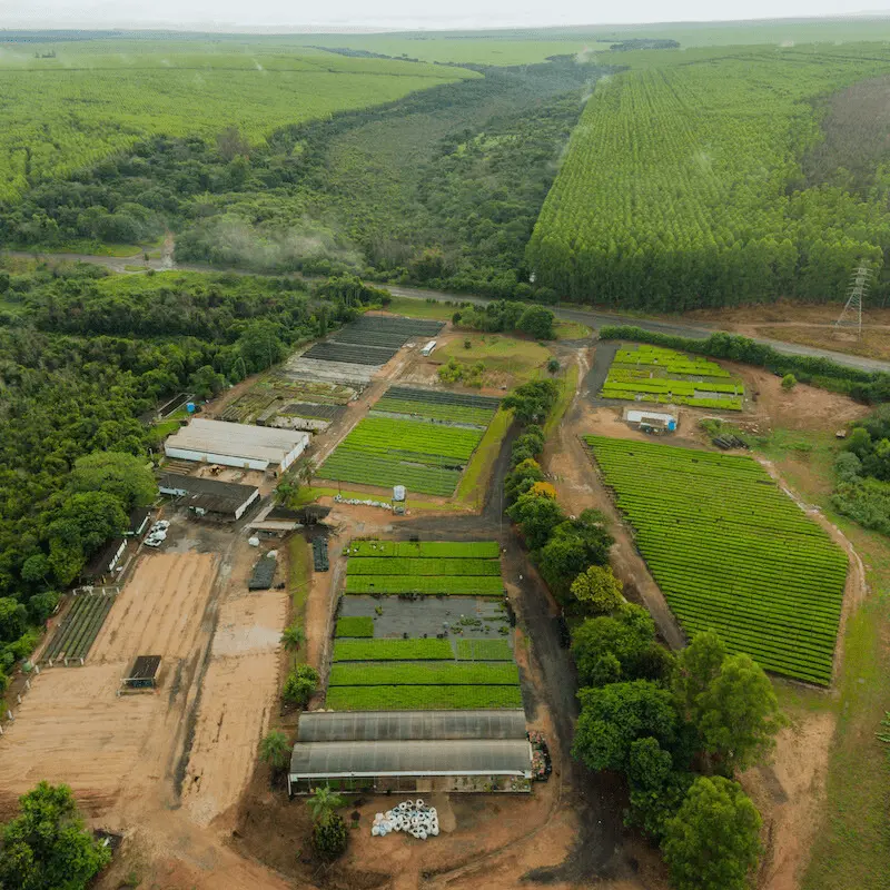buy pine seedlings online