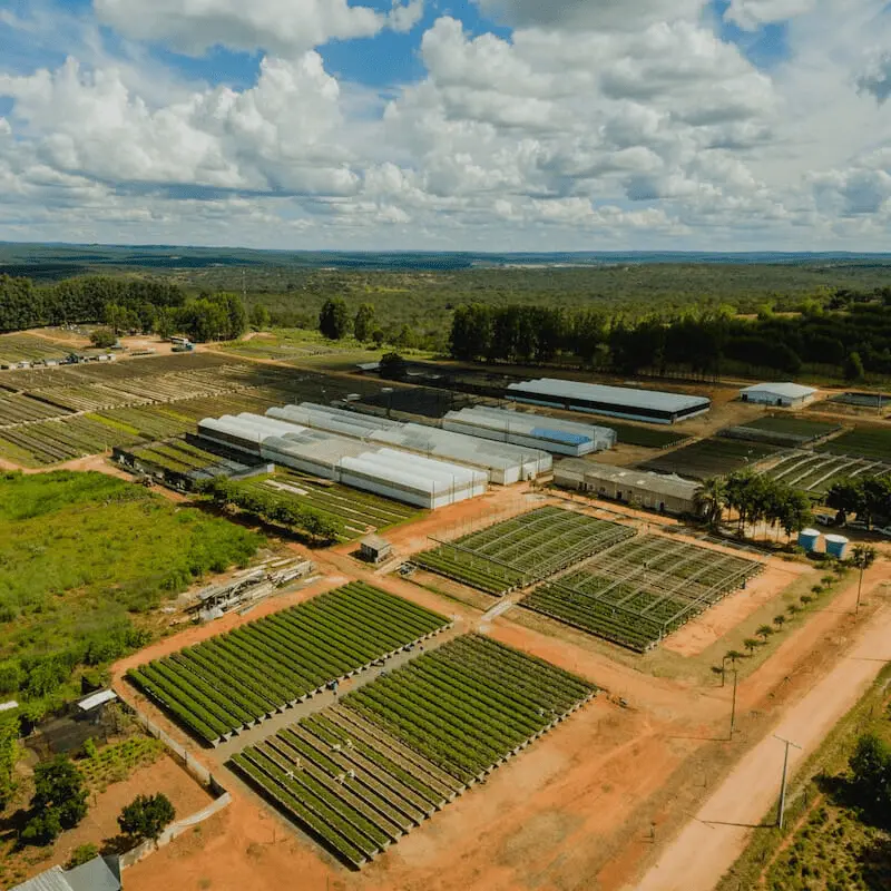 buy pine seedlings online