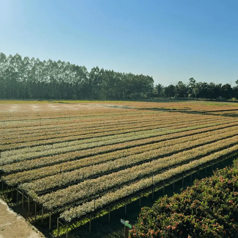 buy pine seedlings online